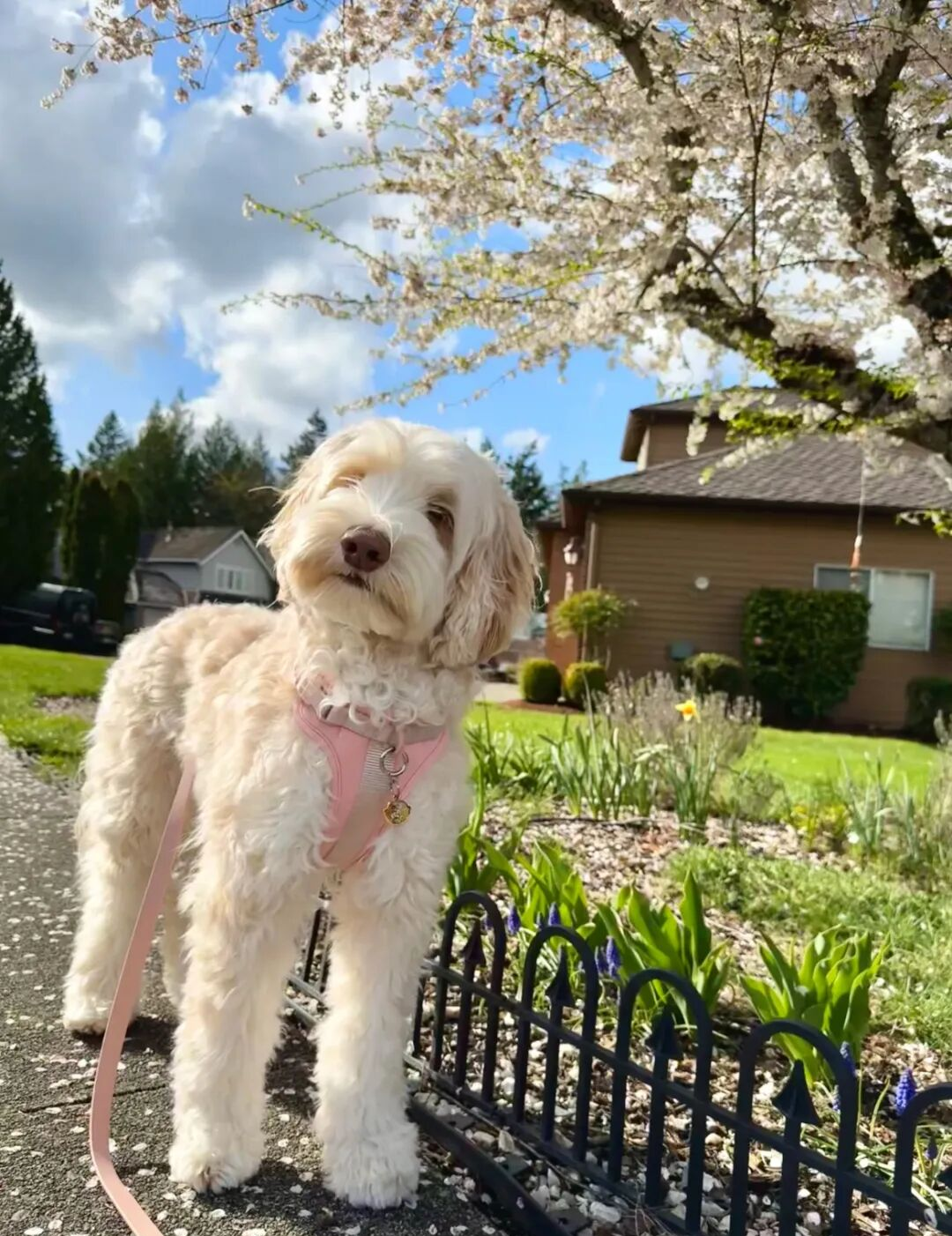 澳洲拉布拉多贵宾犬与樱花的温馨邂逅