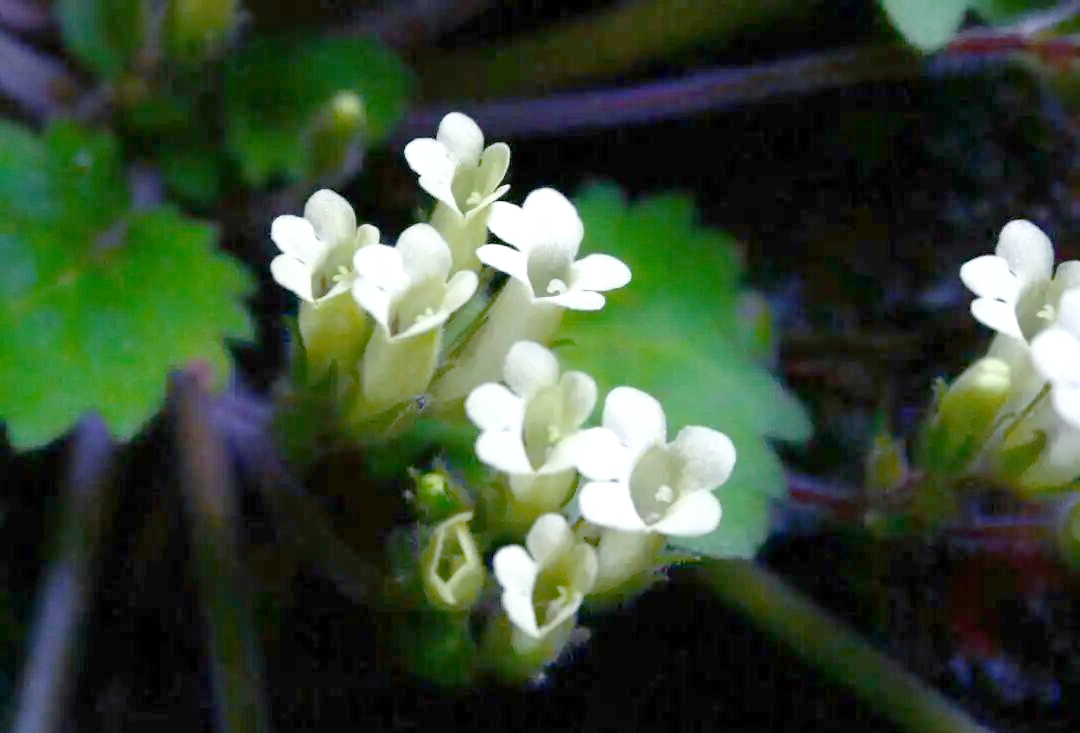 丹霞山特有植物保育取得新突破:丹霞小花苣苔的未来