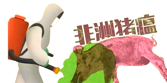 非洲猪瘟传播,特性及对人体影响的全面解析