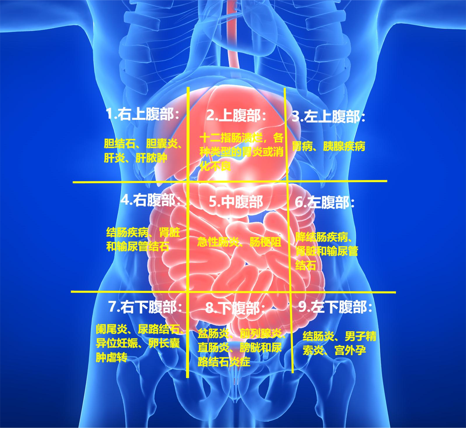 不同部位的肚子痛代表了什么?这有一张腹部地图建议收藏!