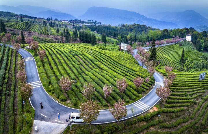 四川马边:茶园春色美如画