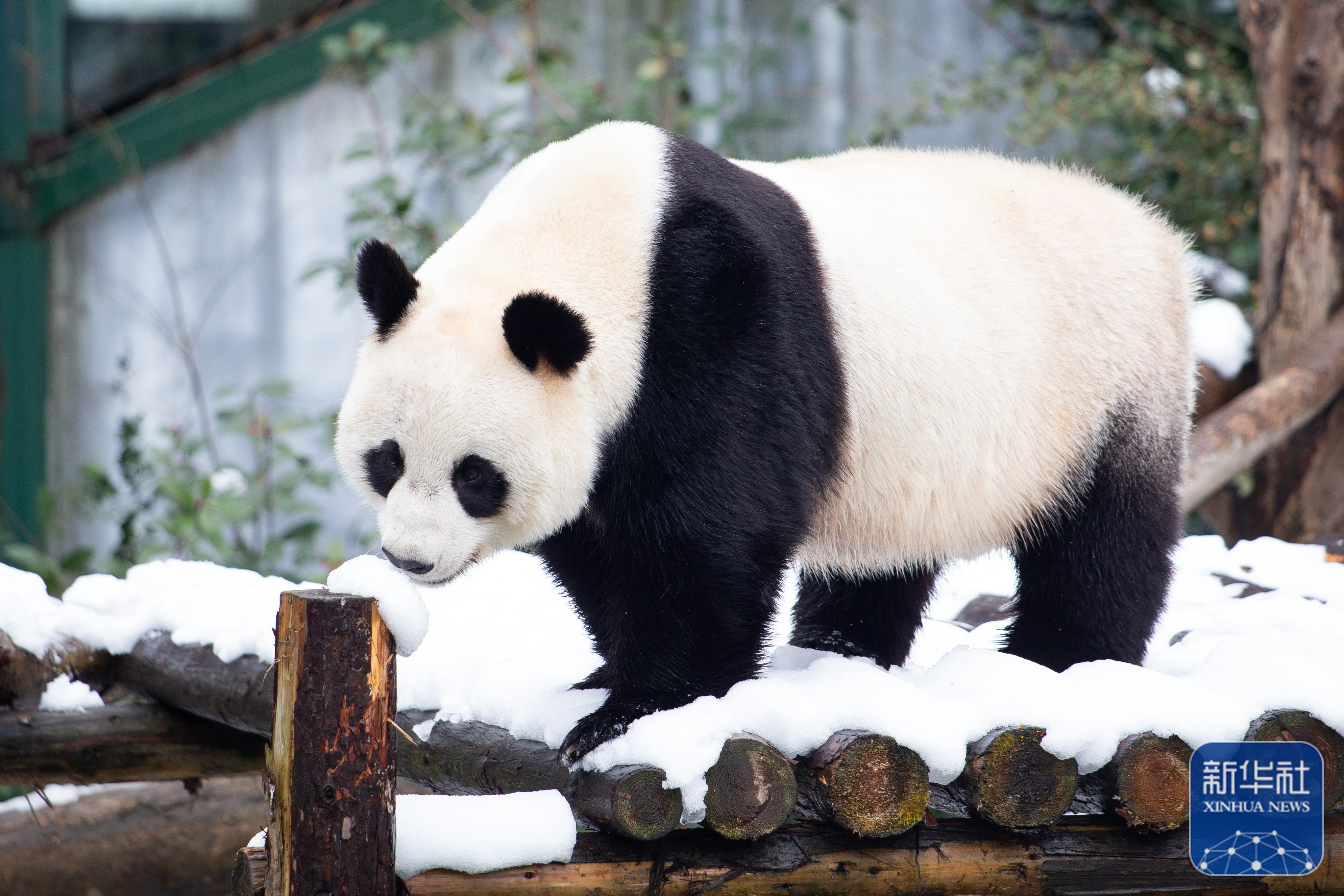 大熊猫下雪图片