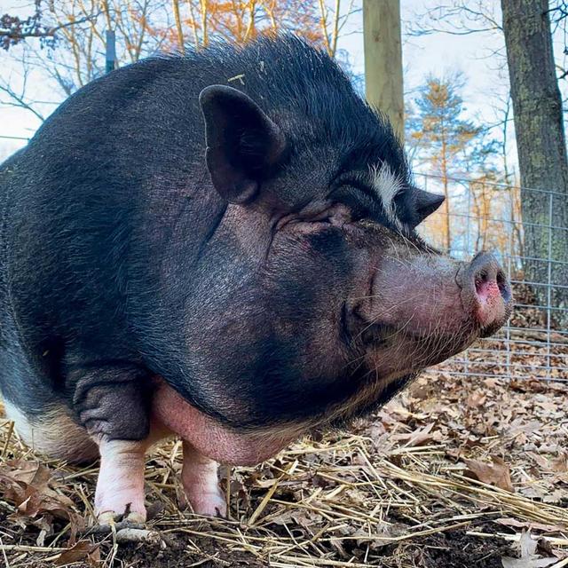 越南大肚猪在美国肆虐,破坏农作物,攻击人类,数量已达600万头