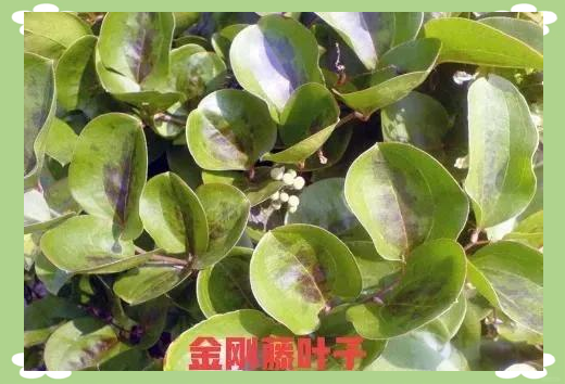 金刚藤与土茯苓:从中药到美味佳肴的植物瑰宝