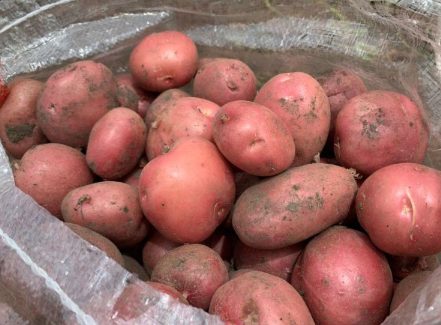 云南红皮小土豆富含花青素原生态种植粉糯绵软家人抢着吃的下饭神器