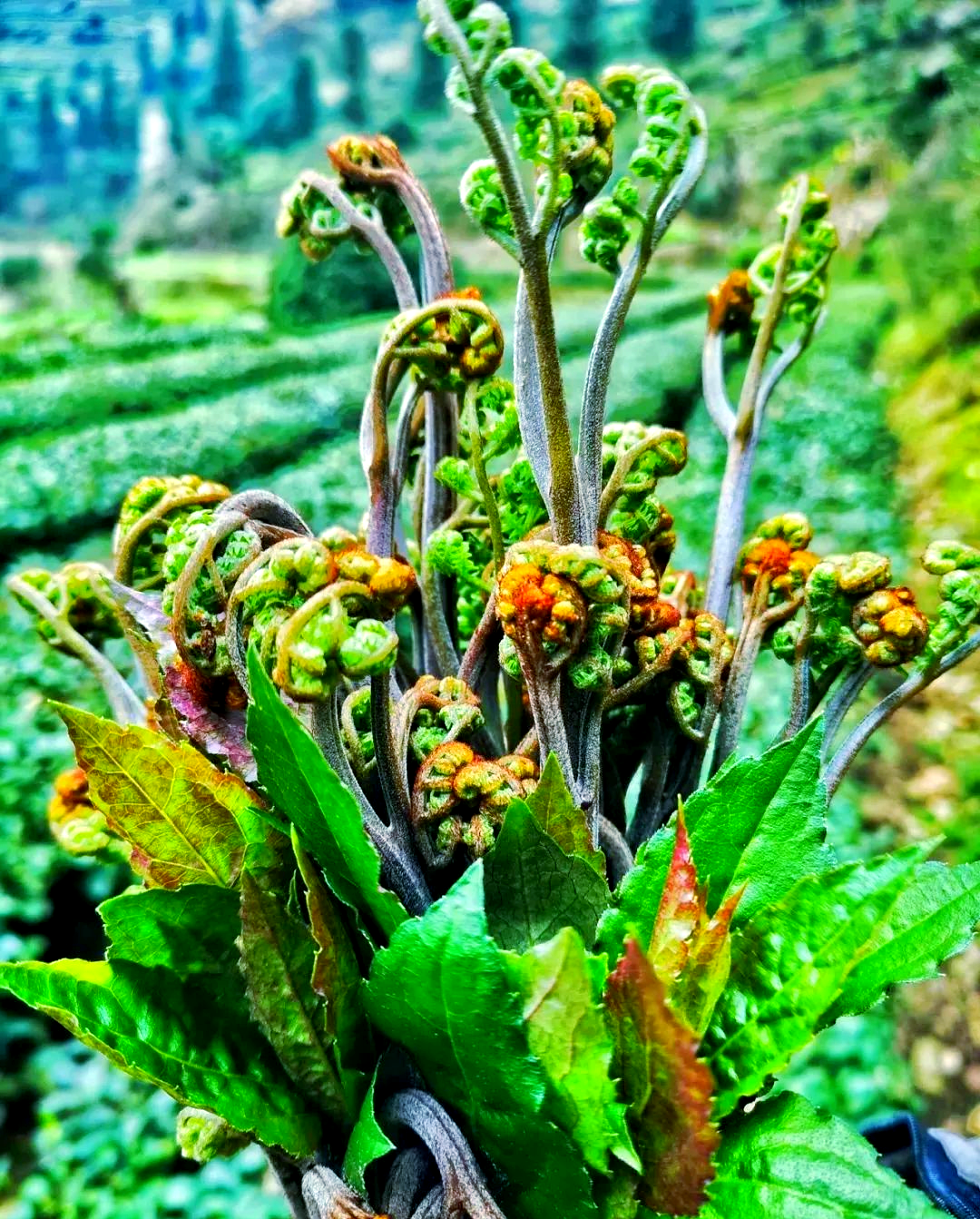 贵州春季野菜盛宴:探寻隐藏的美味珍宝