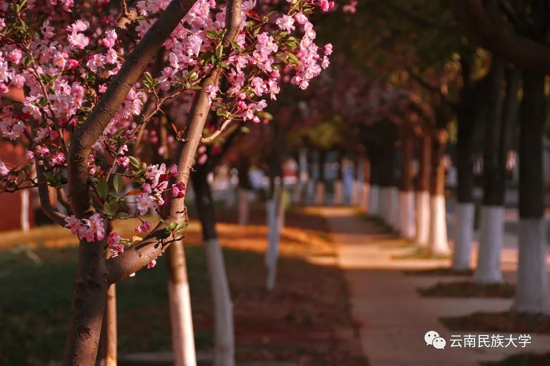 云南民族大学雨花湖图片