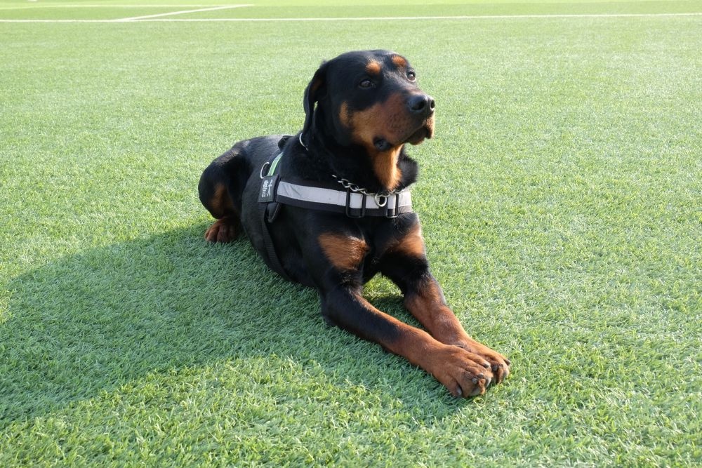 「中央媒体看甘肃」"特殊战友"米拉的节日独白