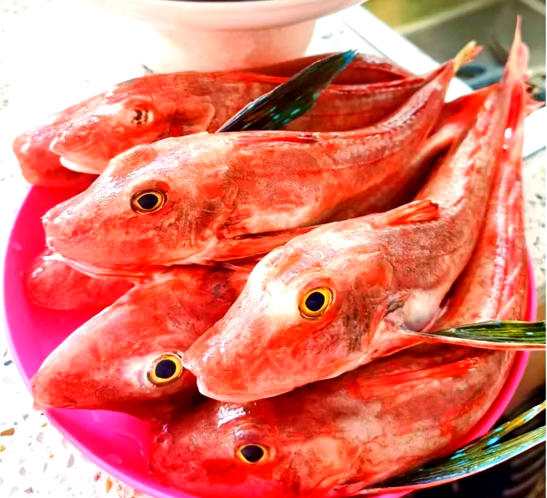 这种身披红色"羽翼"的海鱼,不仅色彩夺目,更因独特的鱼鳍设计而备受