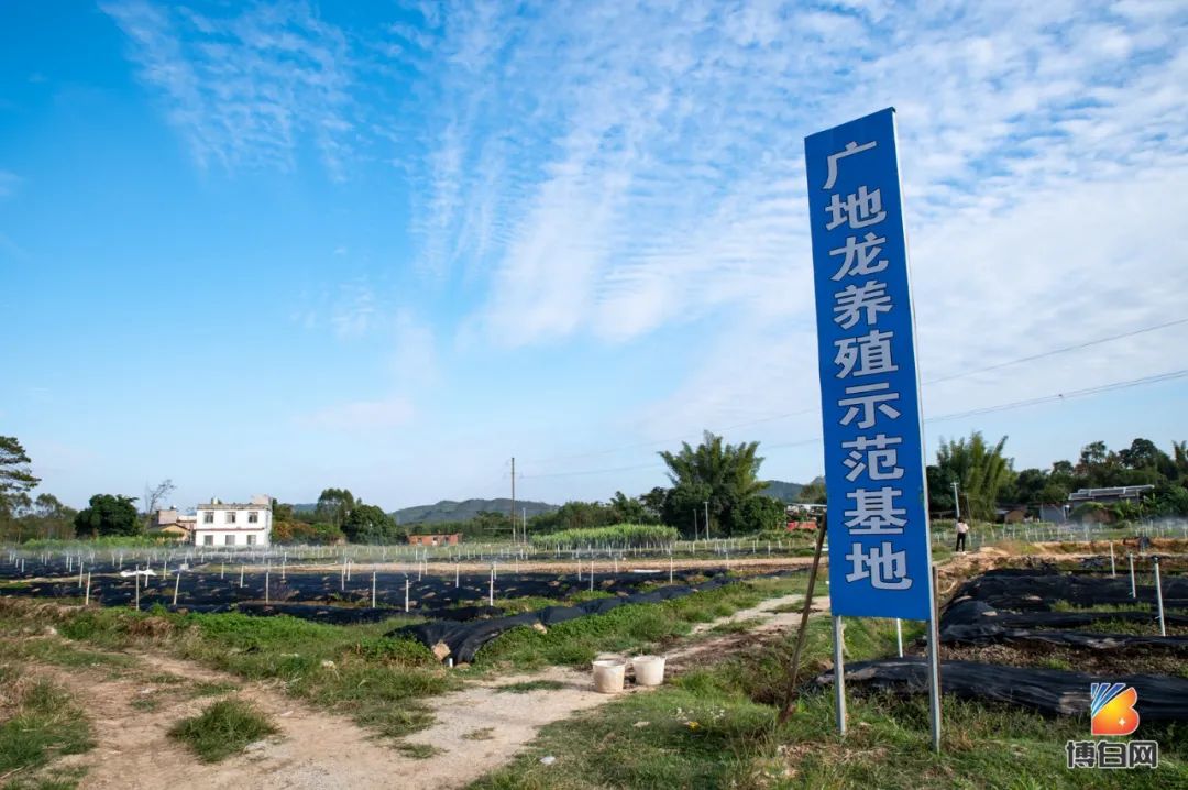 地龙养殖投入与收益