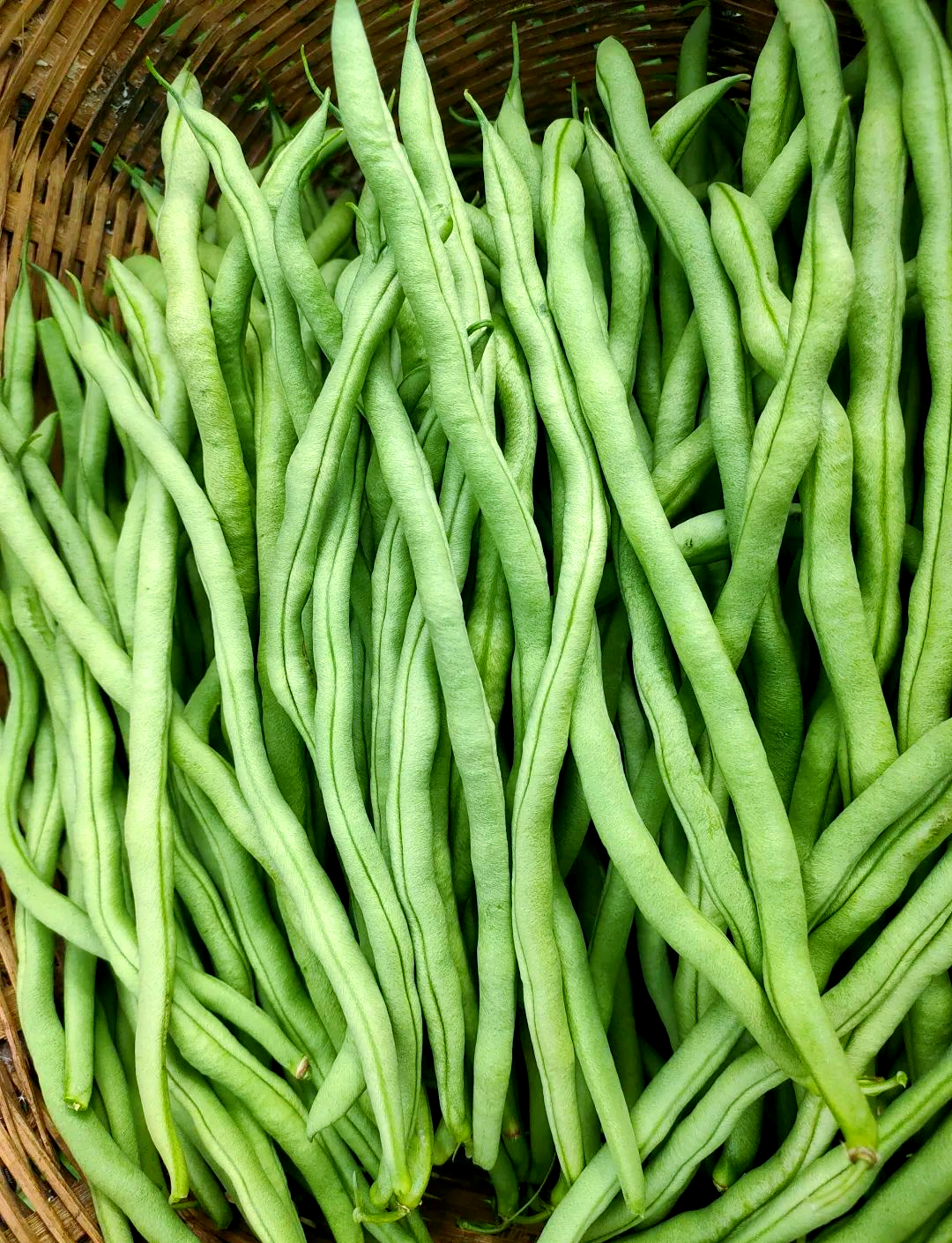 景谷正兴镇:无筋豆丰收,群众增收有盼头