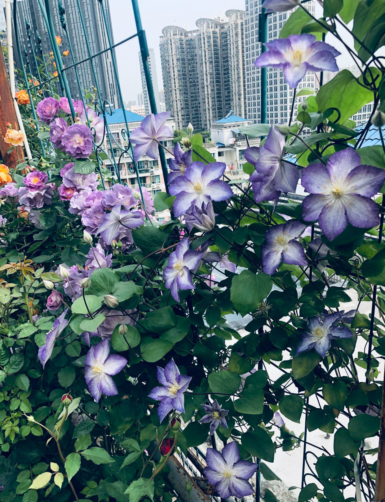 铁线莲"幸运符"—颜值超高,丰花勤花,栽培容易,阳台也能养