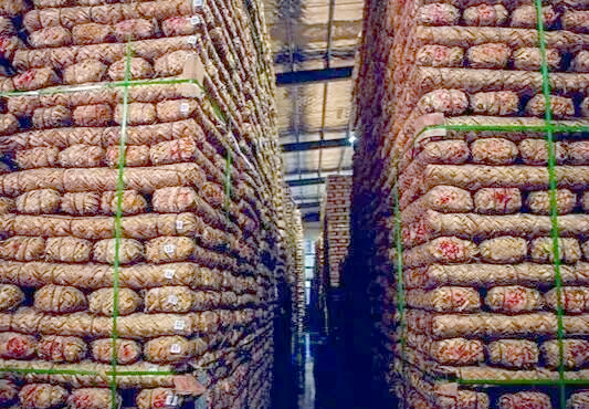 东莞茶叶收藏热潮:气候,经济与文化的共同作用