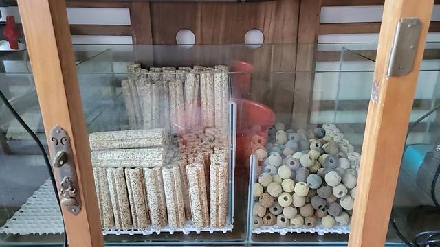 记录一次锦鲤的大密度开缸,锦鲤开缸养水教程实操