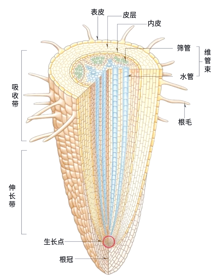 根的多样构造与功能概述