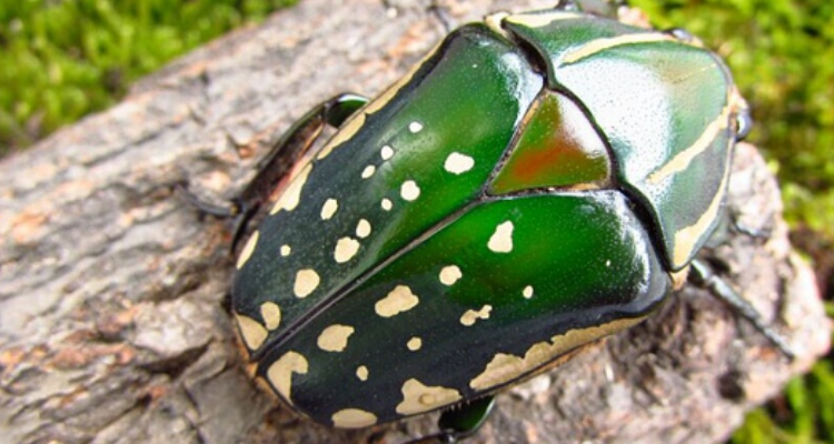 中国常见花金龟