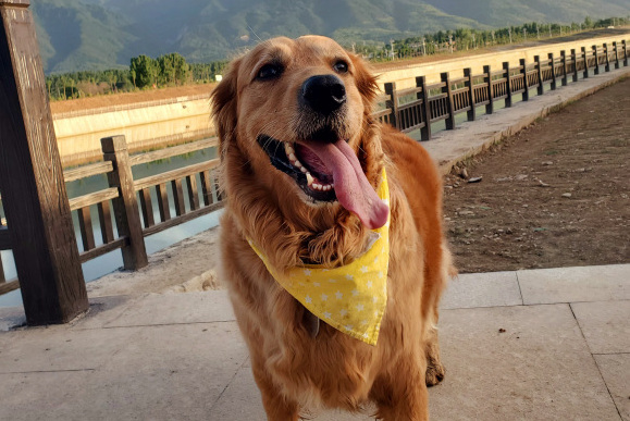 网友为了带金毛出去玩,居然不去上班,差点儿就被领导发现