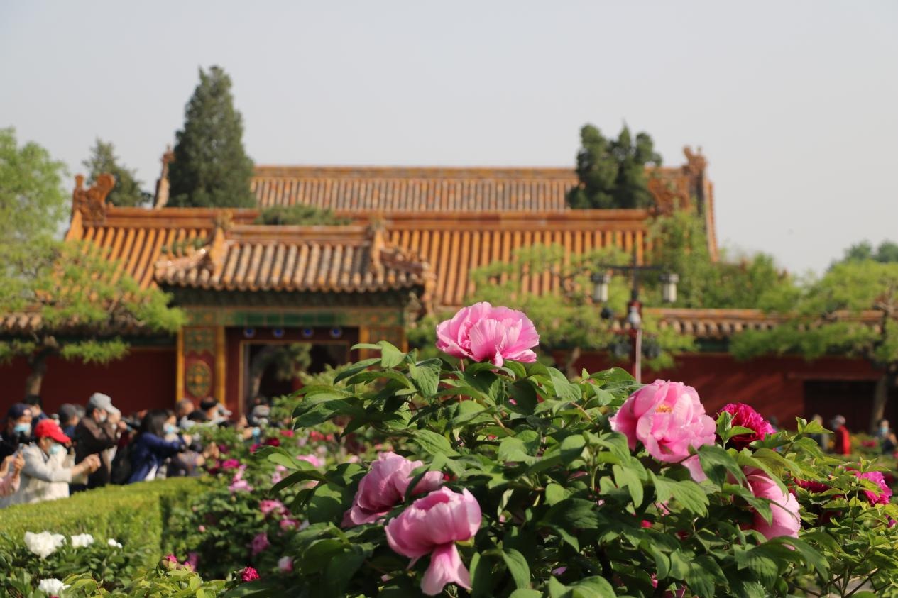 在北京,景山公园牡丹盛开惹人爱