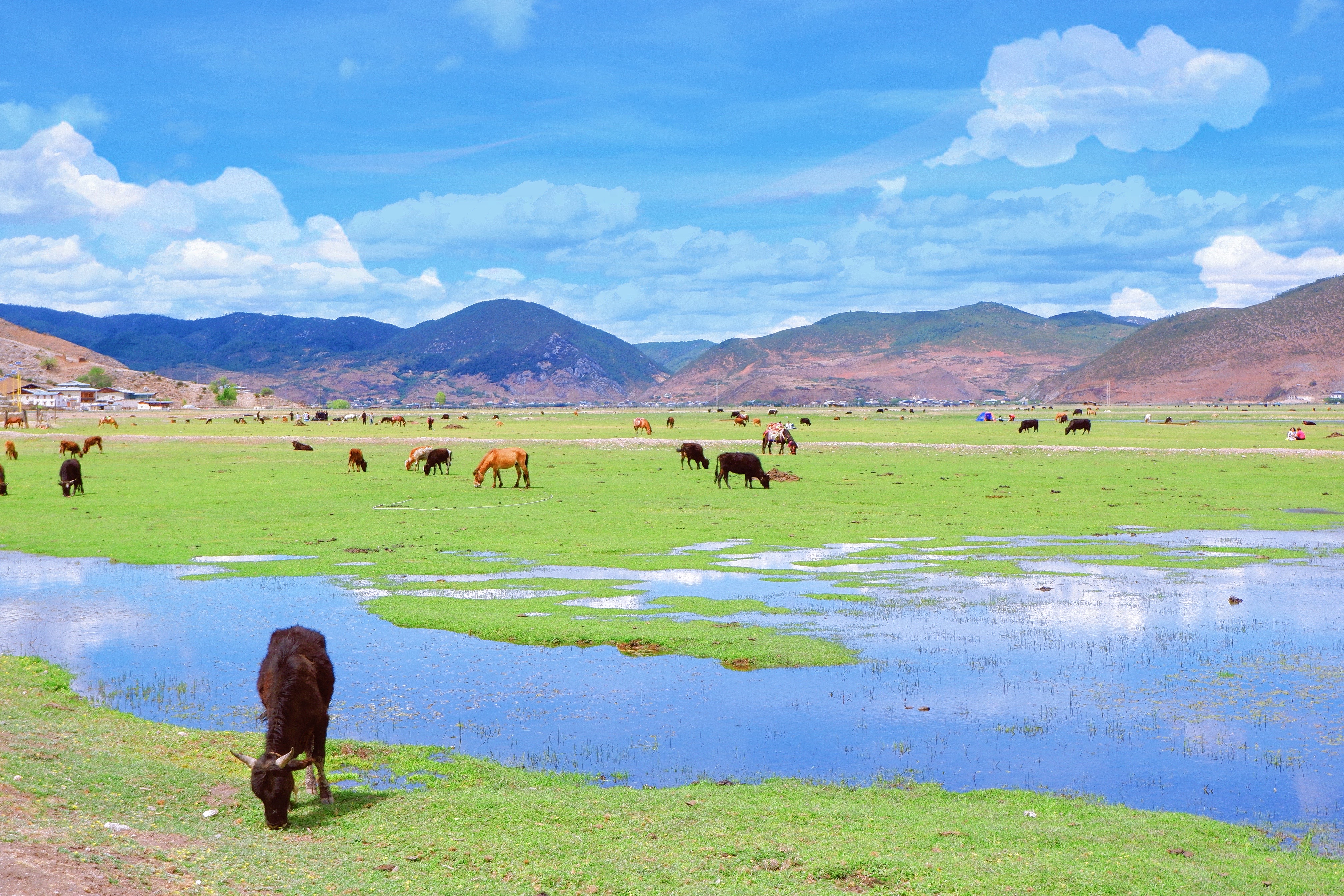 云南草原的油菜花海开了,新疆草原,西藏民俗,江南花海这里都有