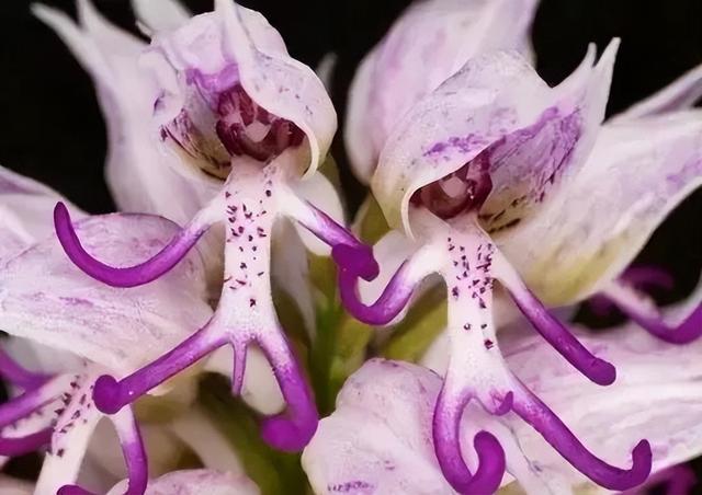 奇花异草图片,展现出自然界中千奇百怪的形态和色彩