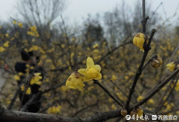 濟南千佛山臘梅怒放,香氣逼人