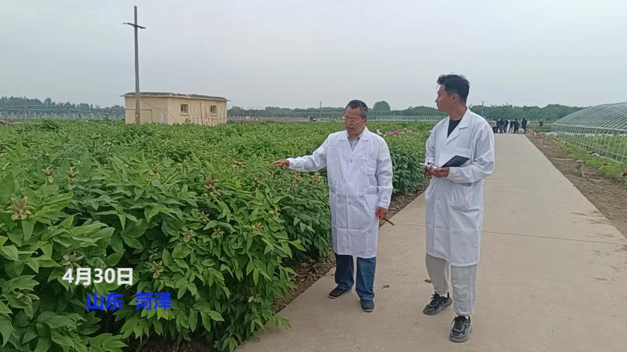 农业科技成果普及到田间地头 菏泽王连祥立足平凡岗位