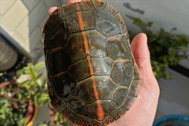 南部锦龟是什么龟?南部锦龟科普介绍,一文搞懂南部锦龟方方面面