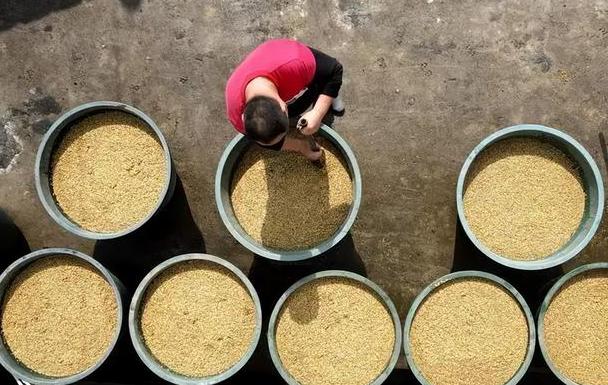 老樵聊三农:水稻种子的浸种方法