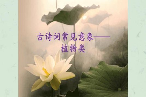 关于植物的现代诗歌和古诗