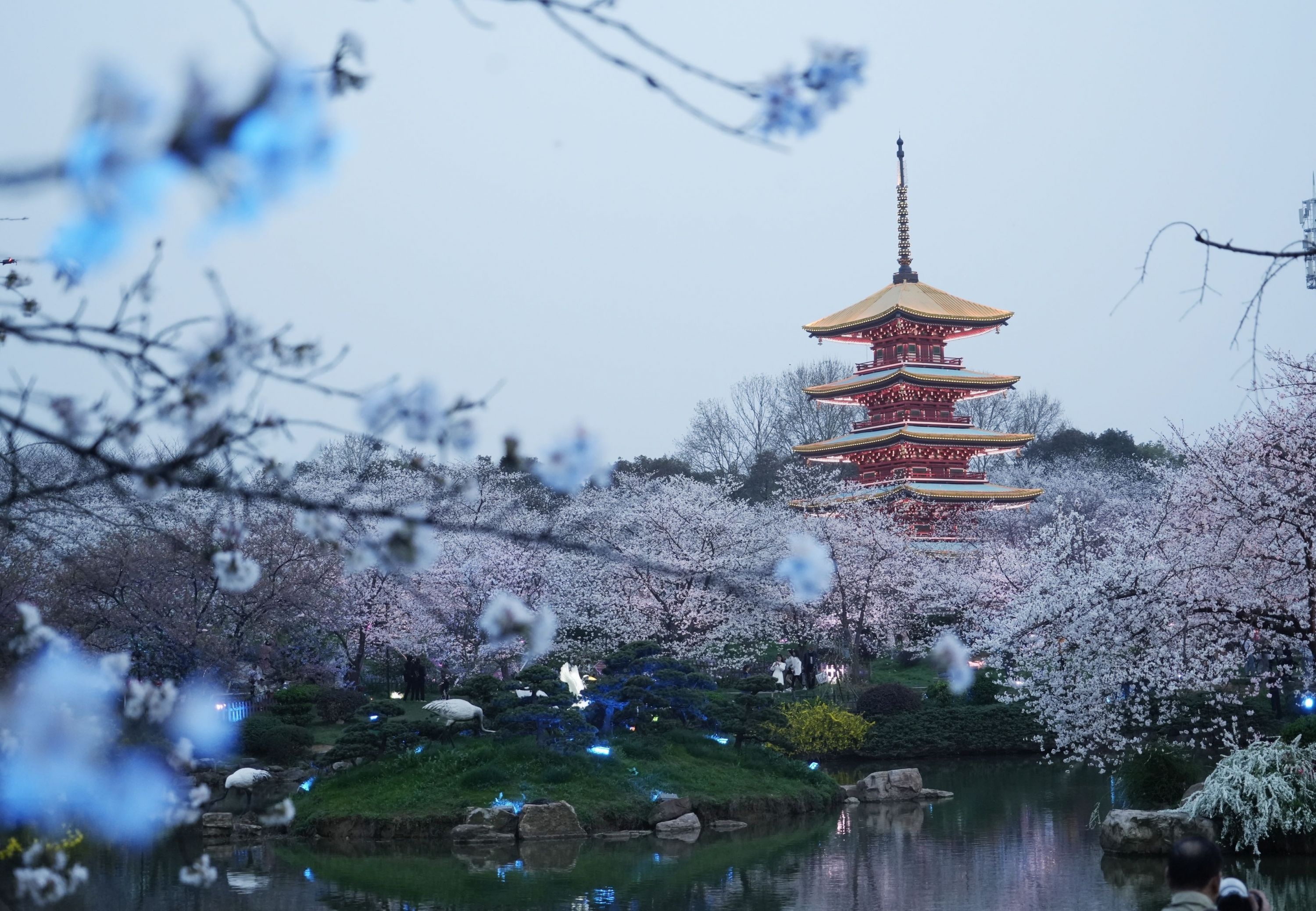 中樱已开七成,东湖樱花园进入盛花期