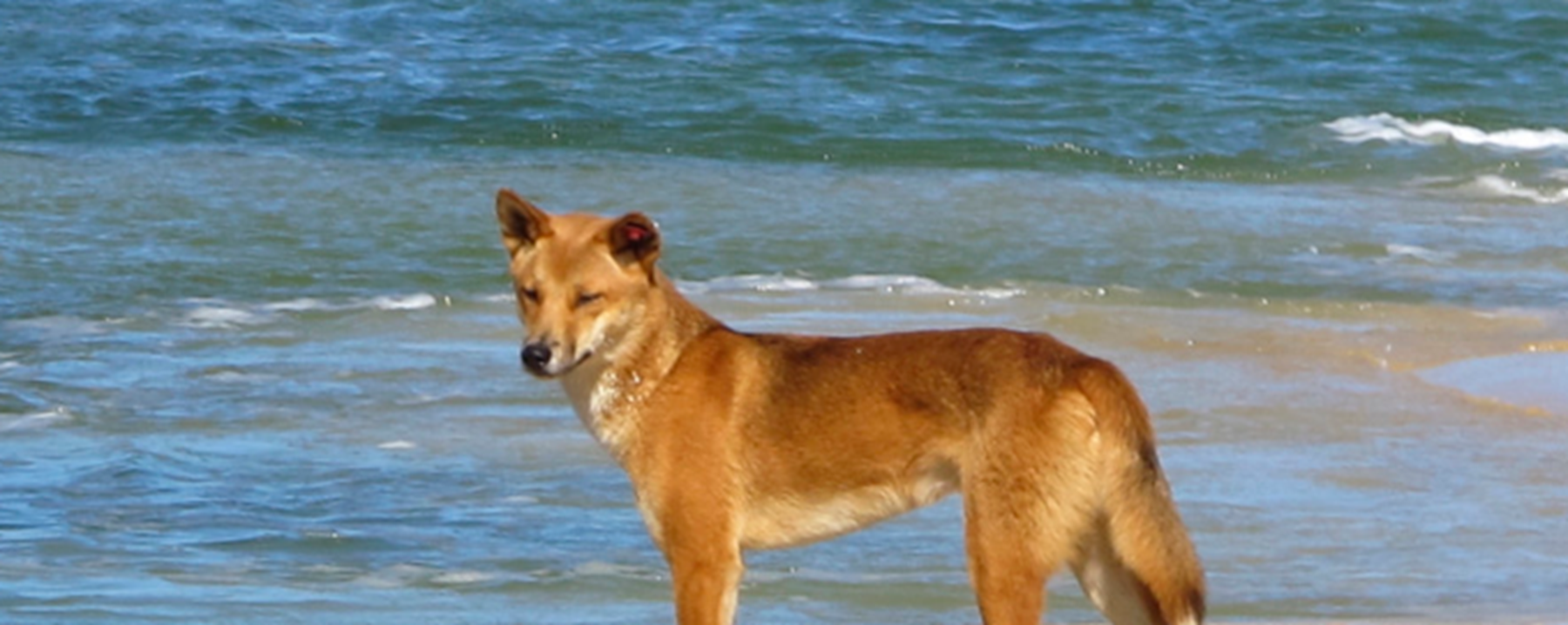 澳洲野犬是中华田园犬后代吗?中华田园犬主要分布在哪里?