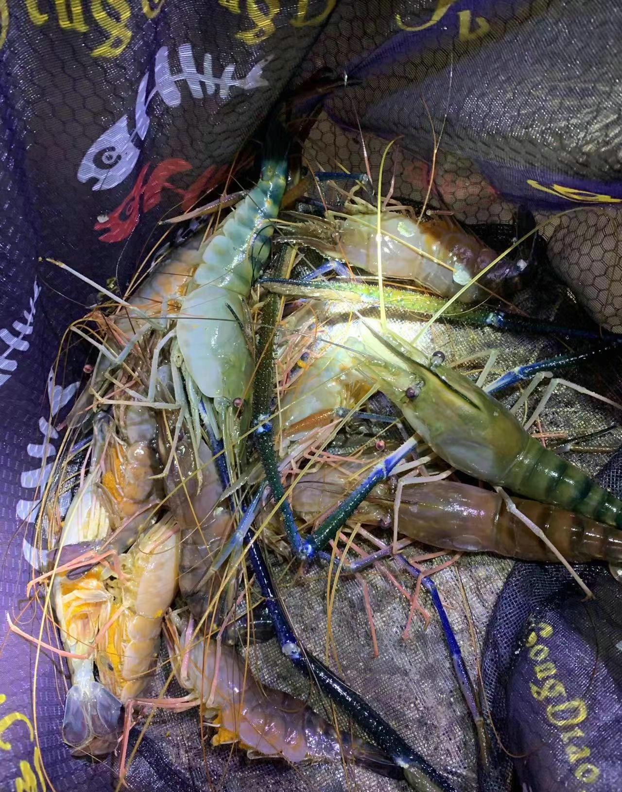 湄公河大虾入侵昌化江,大的半米多长,有人一夜钓了十几条