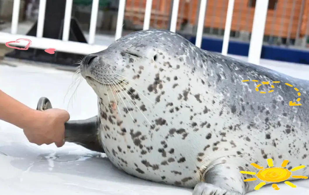 这些海豹的孕期持续九个月,它们通常在春季产下幼崽,并且幼崽在出生后