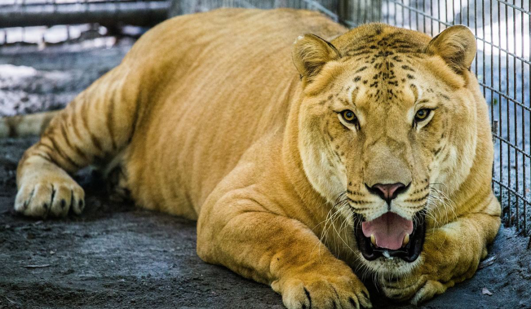 野生動物也會雜交,繁殖出的後代很慘