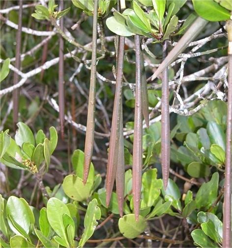 角果木应用保护现状