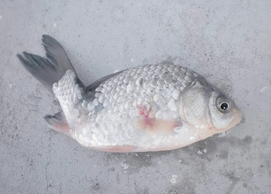 河中钓到畸形鱼,探究背后的"真相"