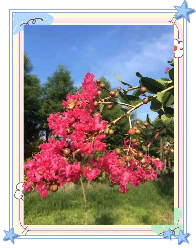 百日红养护指南:从苗到花的全攻略