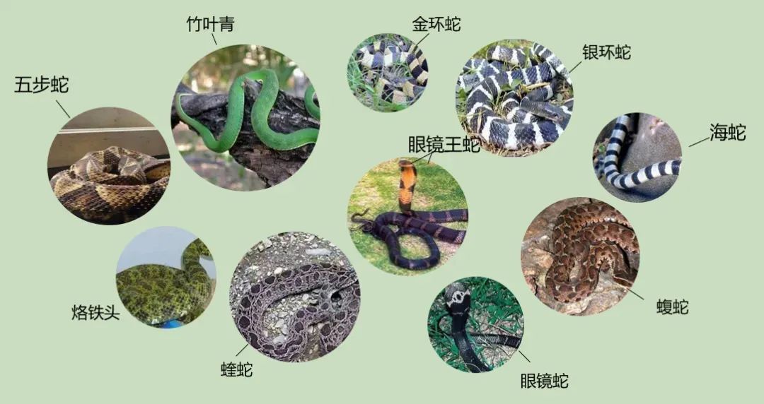 蛇出没!江西人注意,拍照能救命