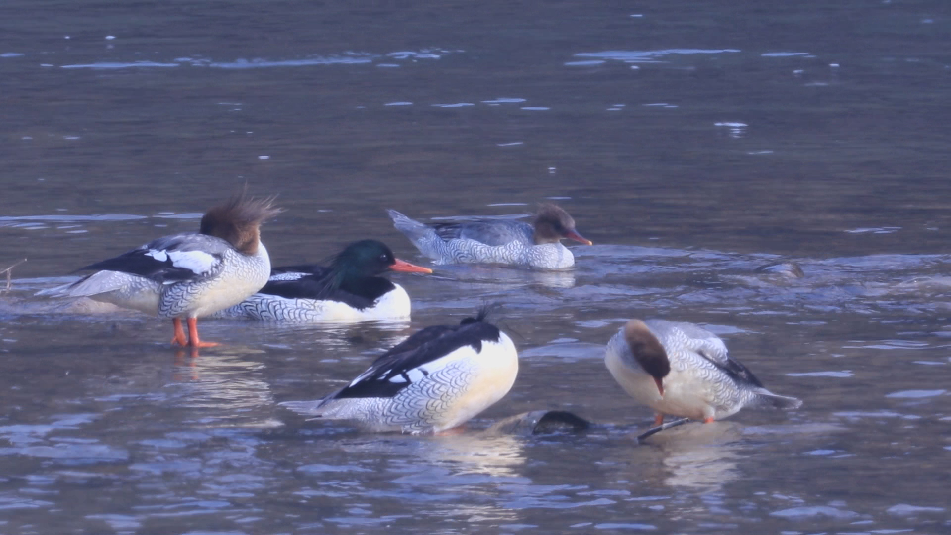 中华秋沙鸭栖息远安沮河国家湿地公园