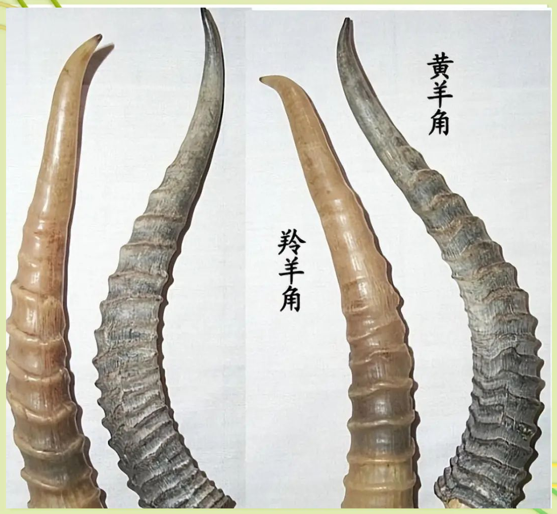 它的长度大约在10至20厘米之间,表面颜色为灰黑色,并且不透明