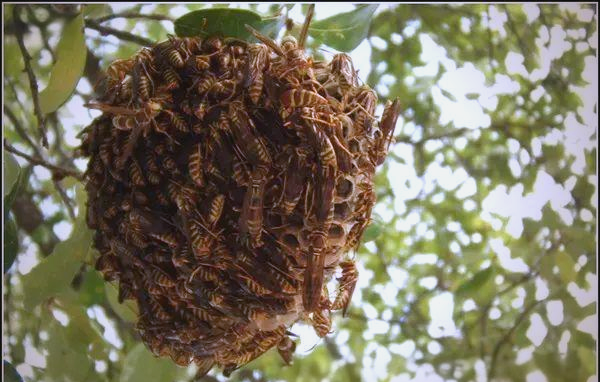 消防官兵勇斗"鬼头蜂"的惊险经历与建议