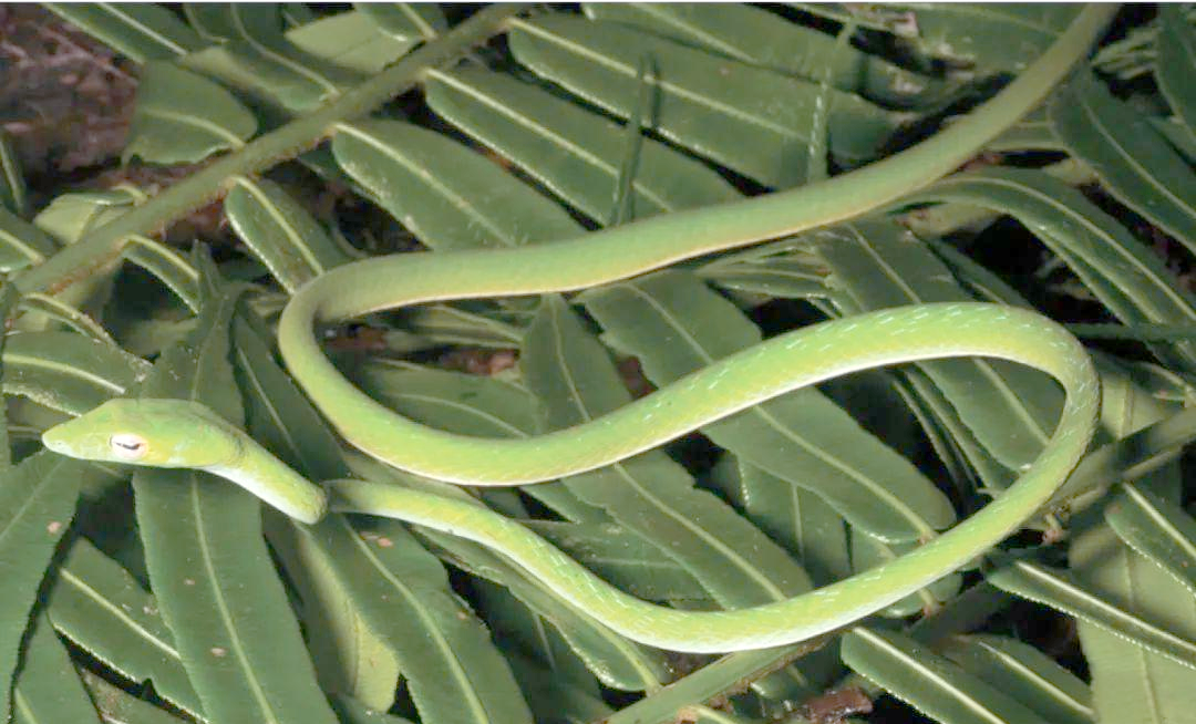 探索全球多种绿色蛇类