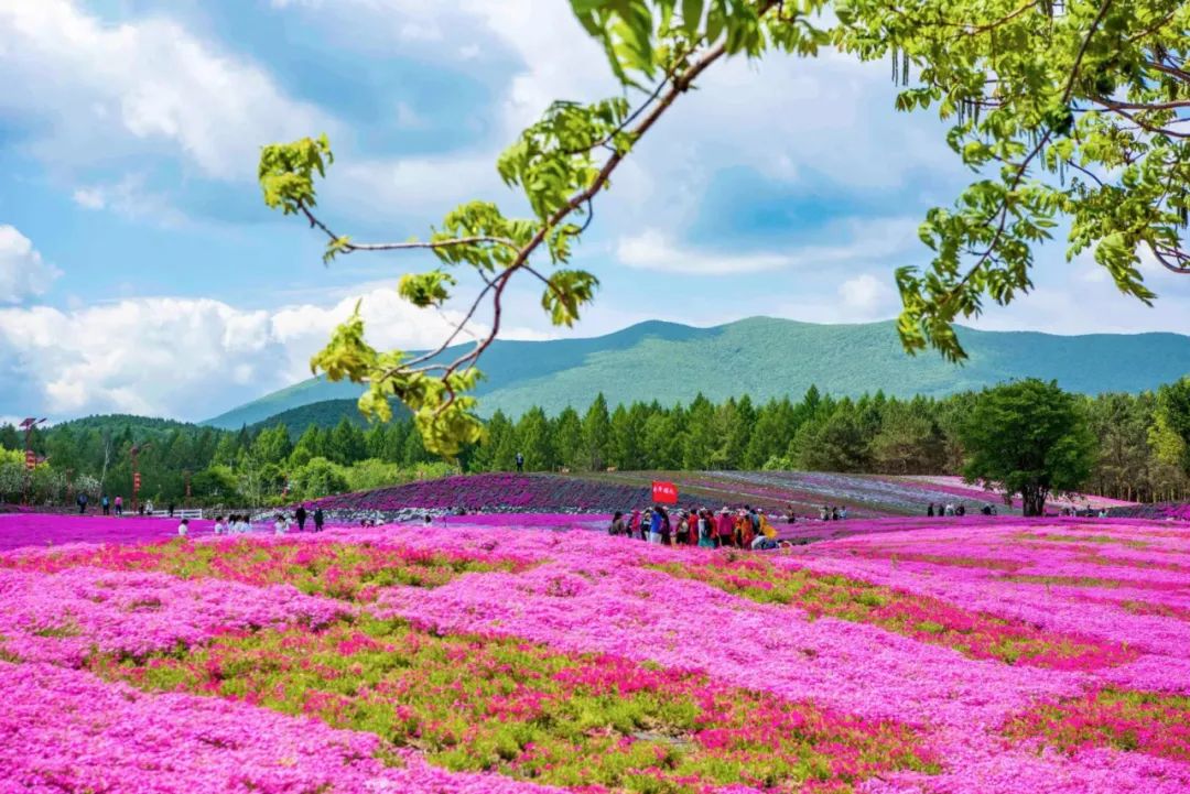 【迎旅發】攝影協會芝櫻花海採風圖集