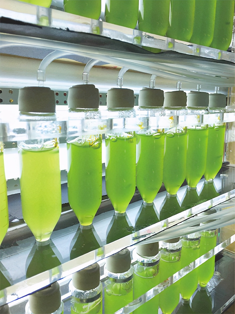 螺旋藻老字号,绘出健康中国色彩—绿a全产业链示范微藻市场24载