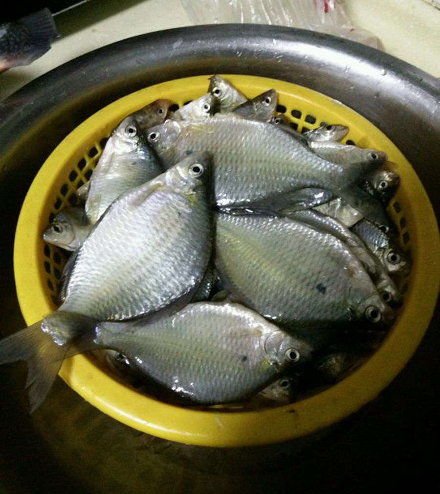 这种鱼家乡话叫做"四方皮"圆圆扁扁,像是缩小版的鳊鱼