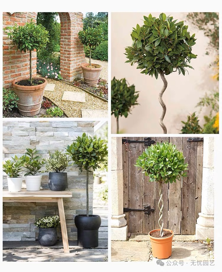 诗人的桂冠独特的香料植物—地中海月桂