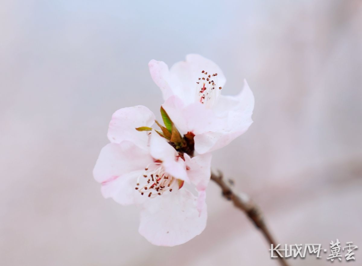 山毛桃开花图片图片