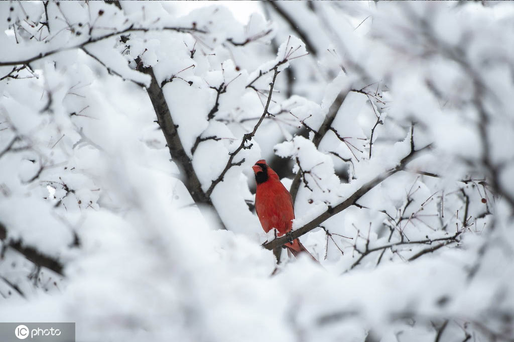 渥太华雪景图片