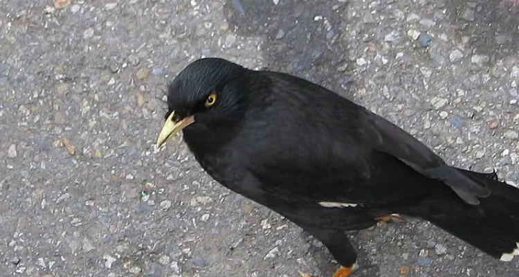 八哥鸟换毛期间要注意什么?