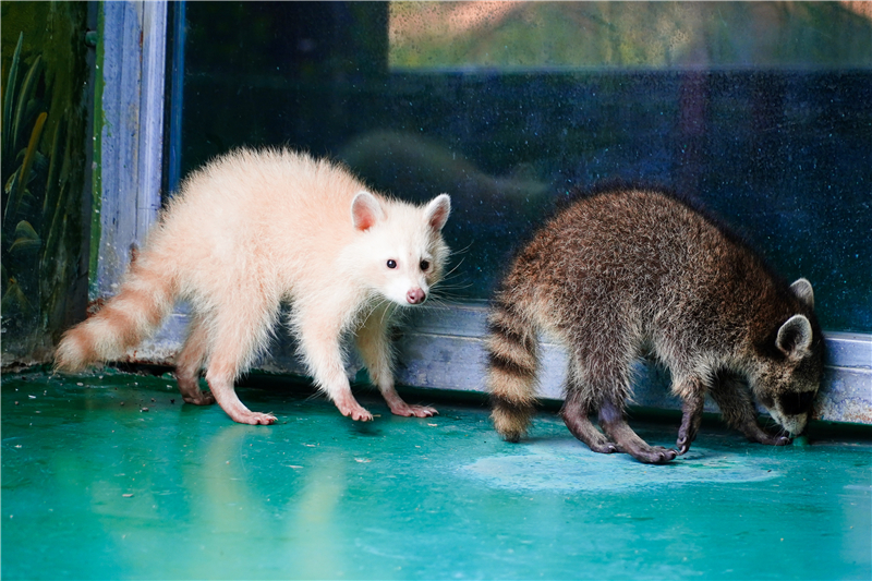 1/750000概率的白化小浣熊亮相徐州 饲养员讲述"珍珠"成长记